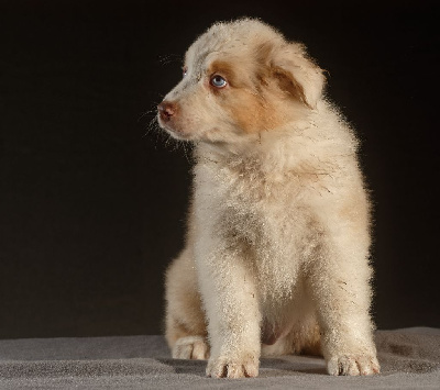 CHIOT ROUGE MERLE 2
