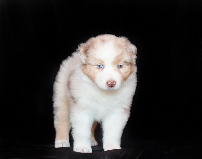 CHIOT ROUGE MERLE 1