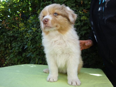 CHIOT 1 Male Rouge Merle CLAIR QL TYSON