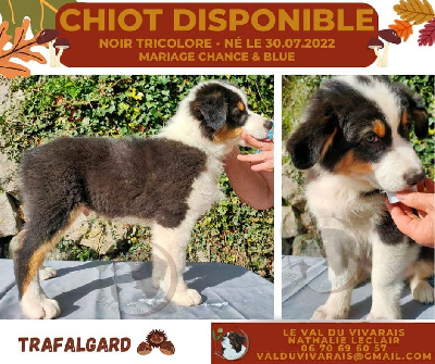 CHIOT 9 NT QC tache noire TRAFALGARD 