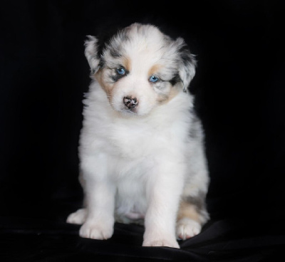 CHIOT BLEU MERLE MINI KISS