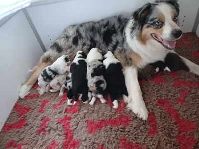 CHIOT BLEU MERLE 