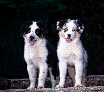 CHIOT BLEU MERLE MINI KISS