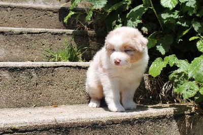 CHIOT ROUGE MERLE 1