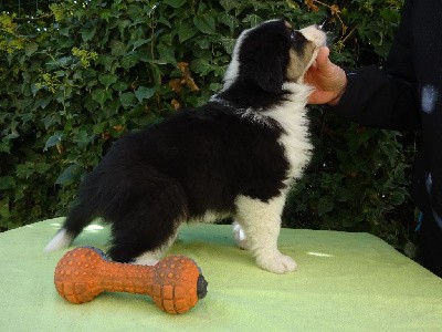 CHIOT 8  Mâle noir tricolore queue longue .TWIST 