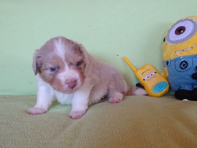 CHIOT 1 Male Rouge Merle CLAIR QL TYSON