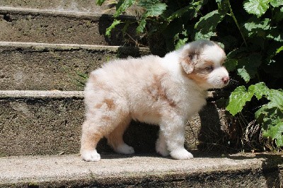 CHIOT ROUGE MERLE 1