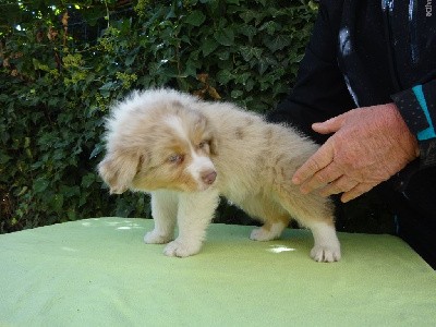 CHIOT 1 Male Rouge Merle CLAIR QL TYSON