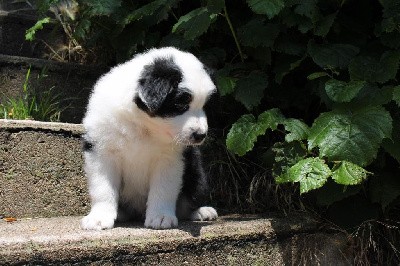 CHIOT NOIR TRICOLORE BABALOO