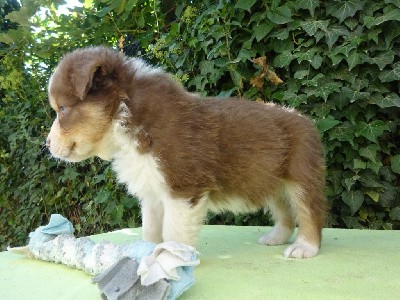 CHIOT 10  Femelle rouge tricolore queue 3/4/ ELFY