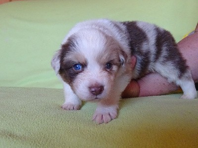 CHIOT 2 Mâle Rouge Merle TAIKO 