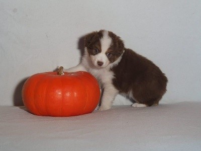 CHIOT ROUGE TRICOLORE QUEUE COURTE